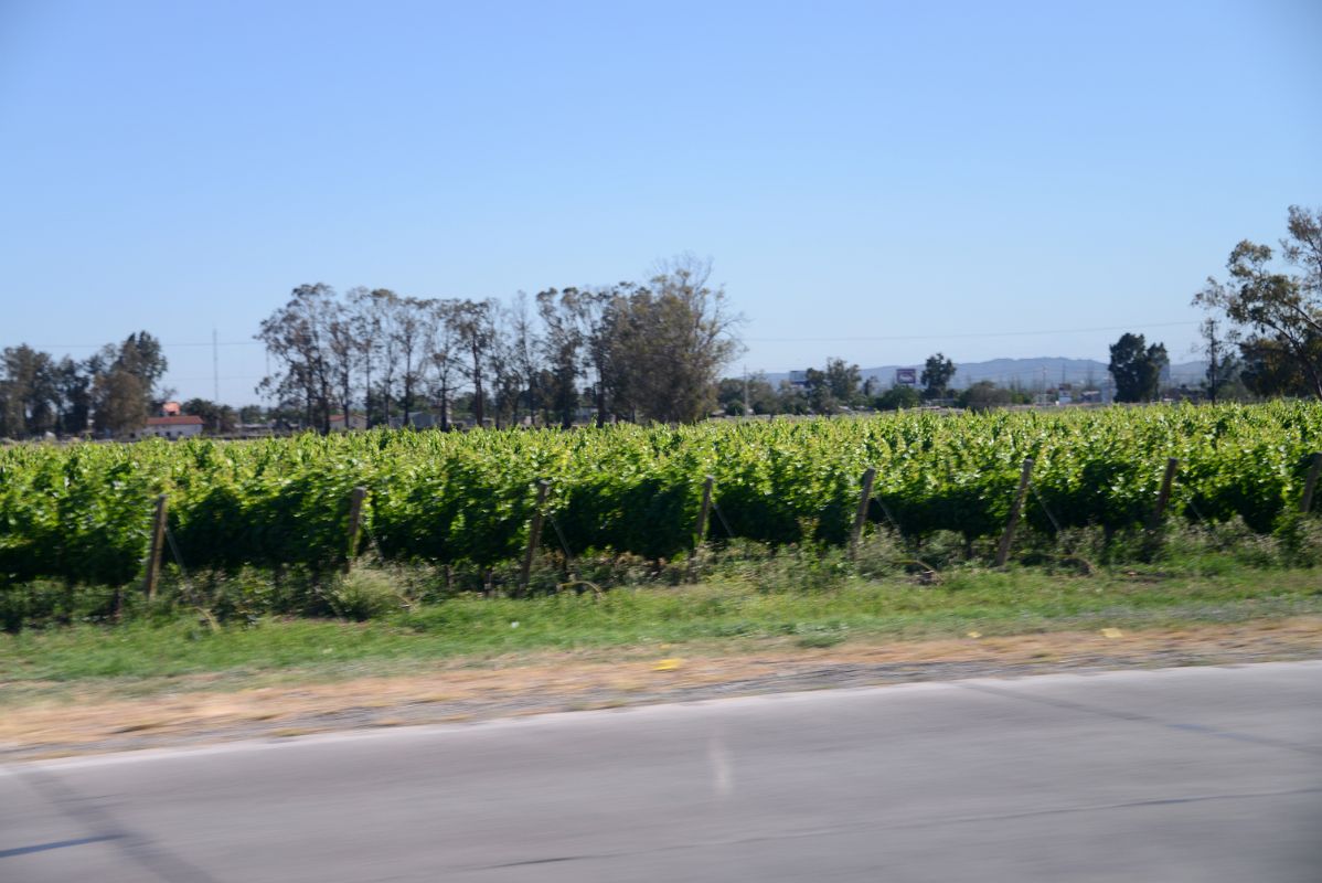 01 The First View Of A Vineyard Was On The Road Next To The Mendoza Airport